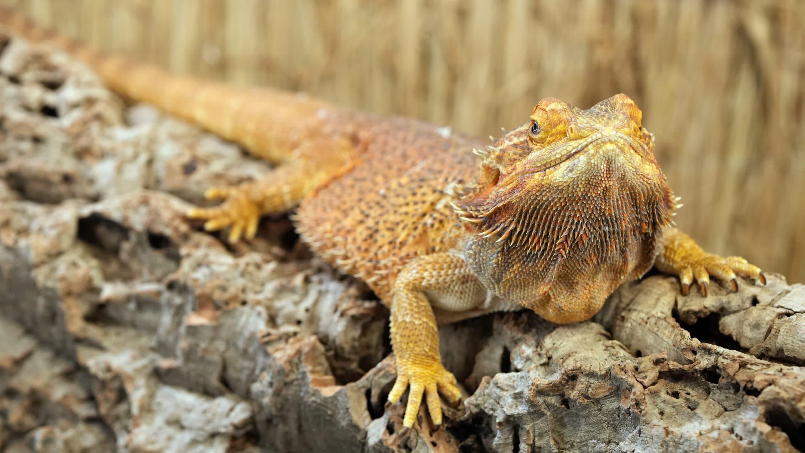 Barzdotoji agama