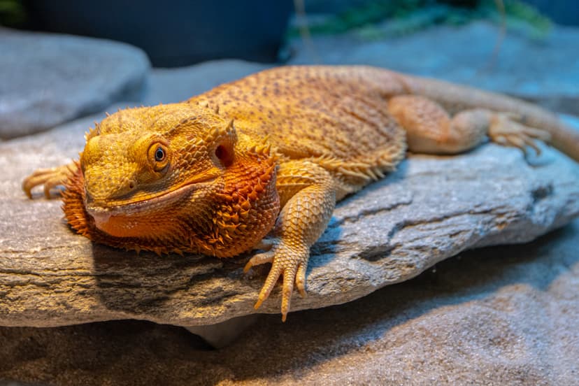 Barzdotoji agama
