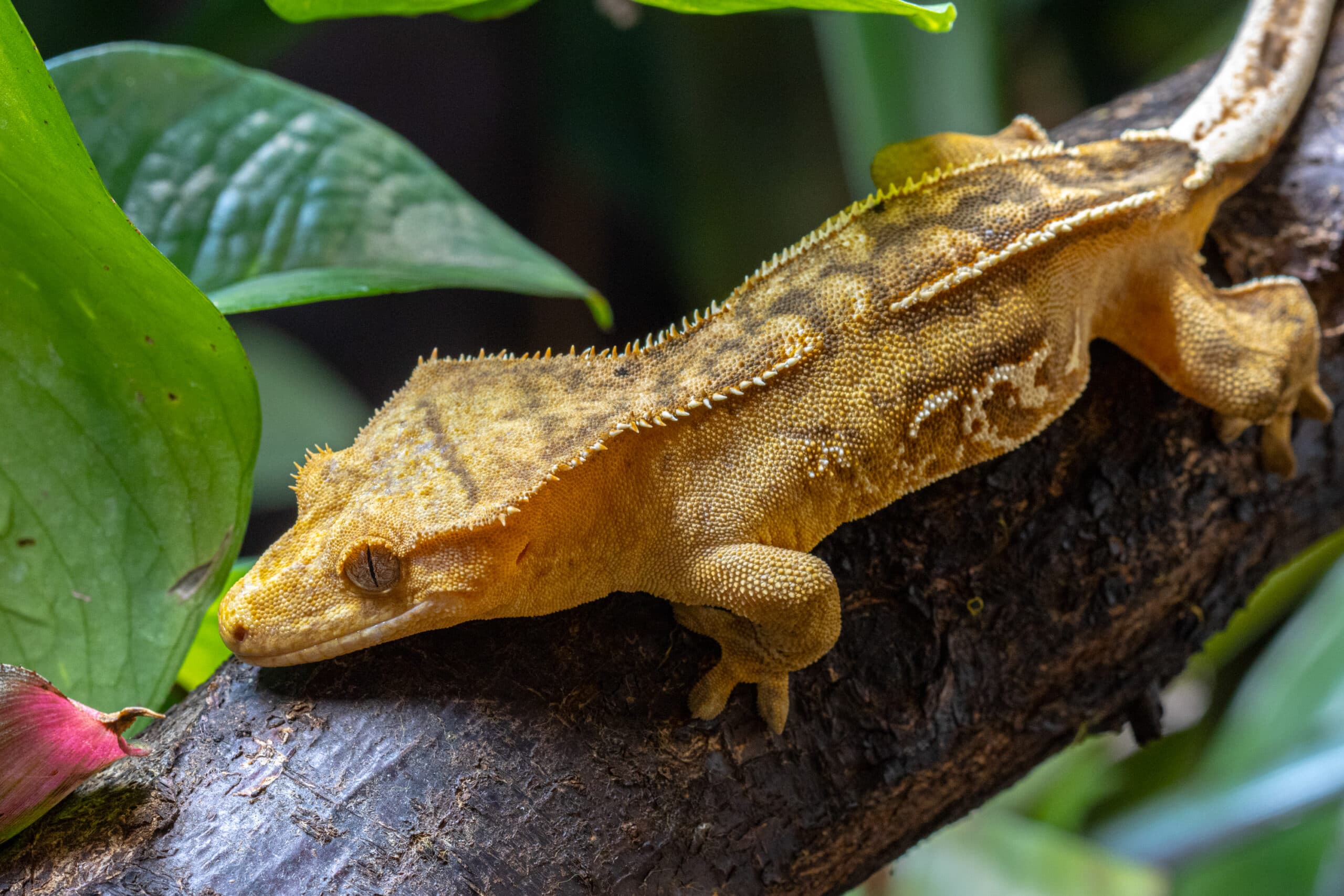 Blakstienuotasis gekonas