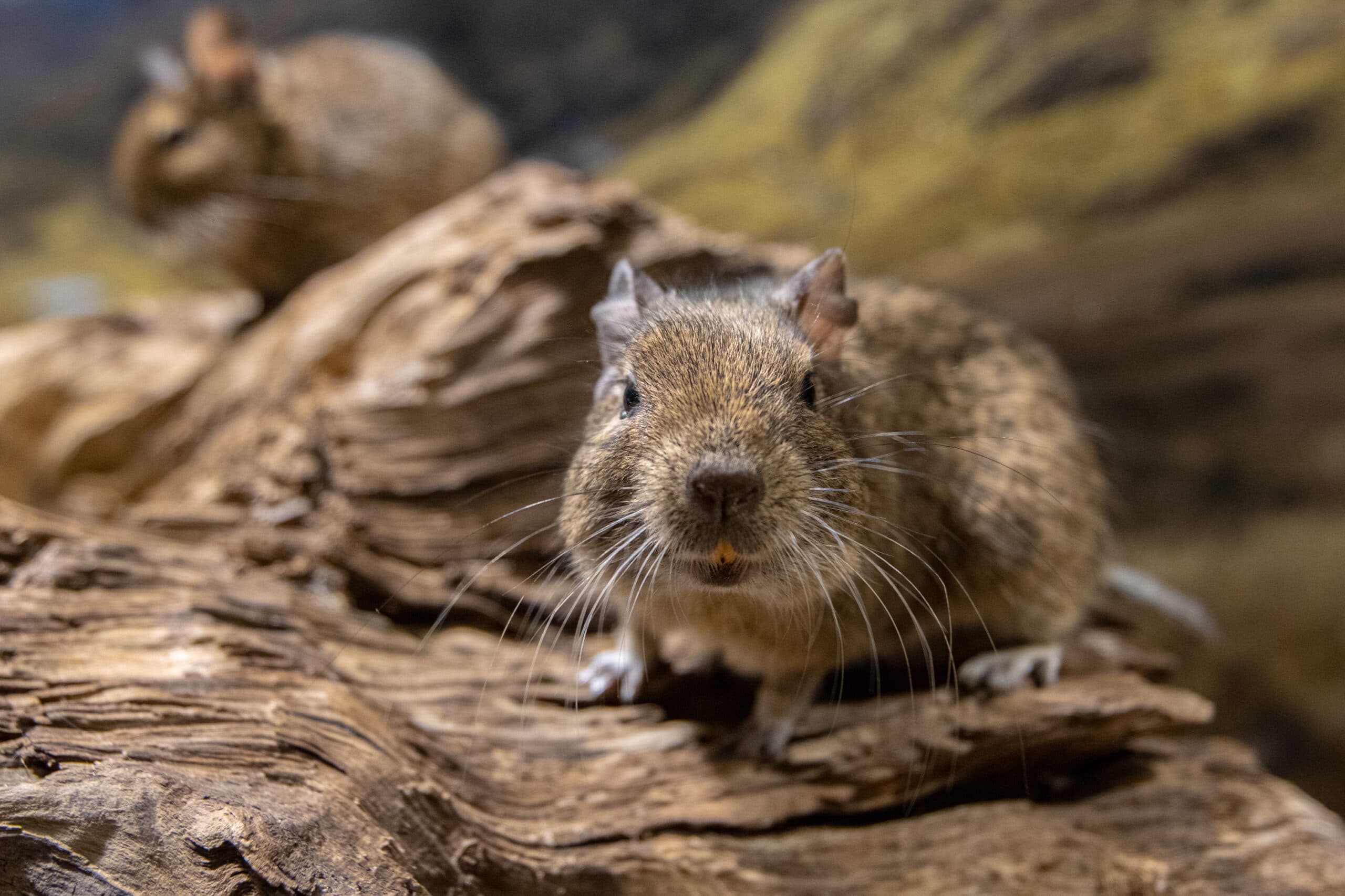 Degu