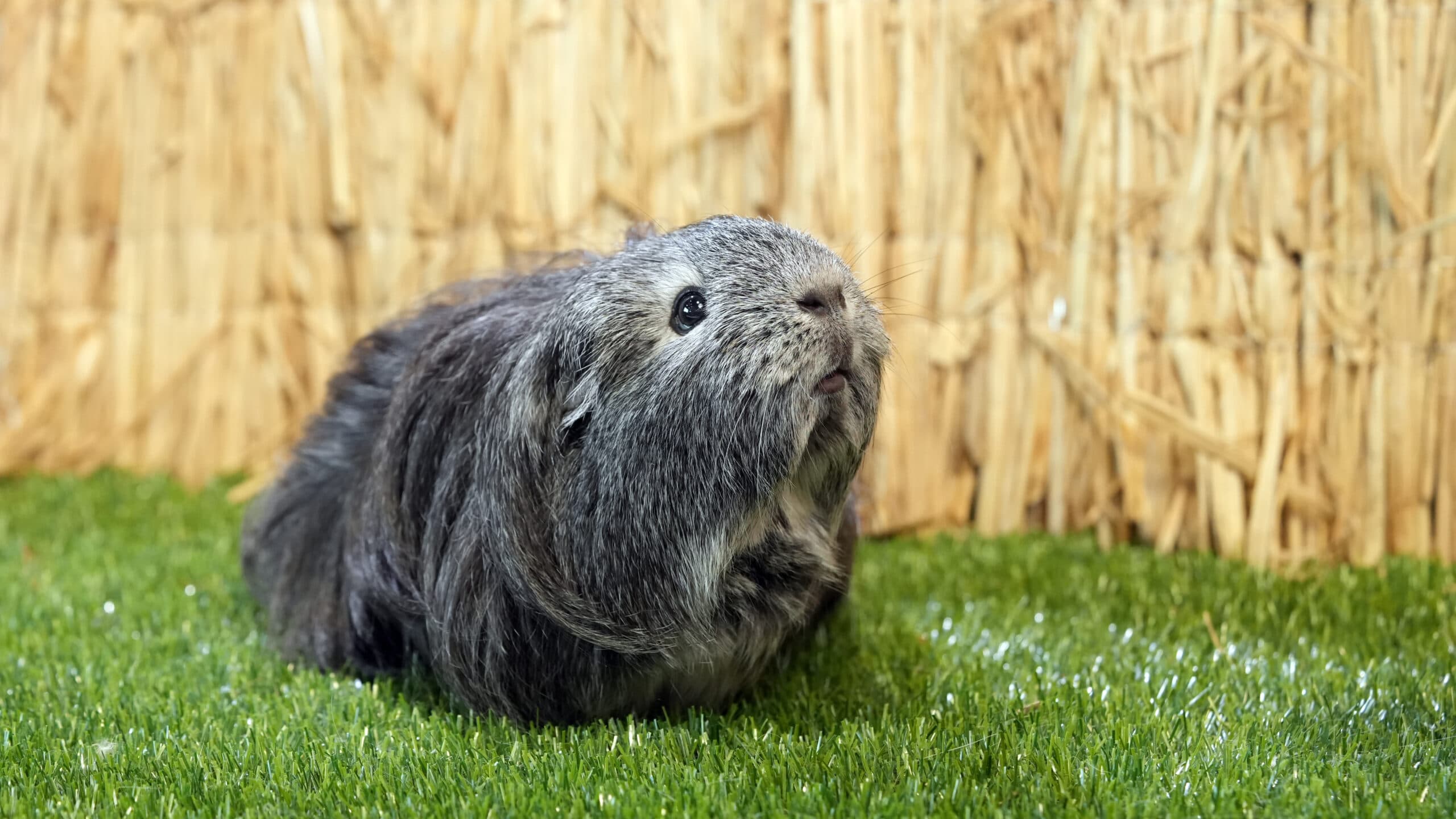 Jūrų kiaulytė