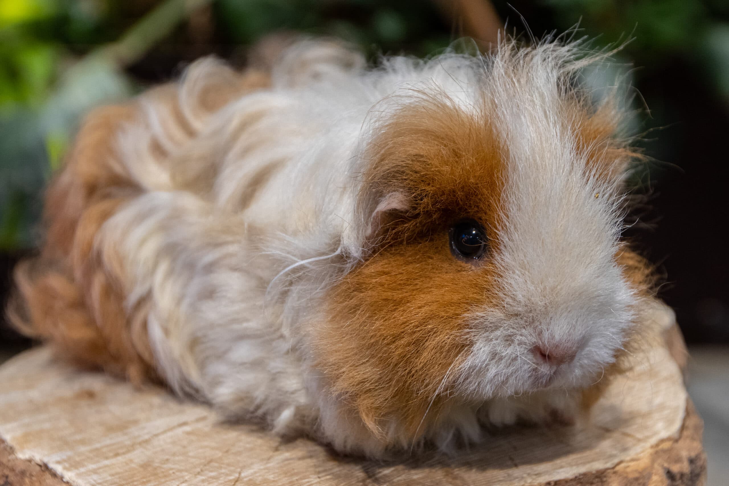 Jūrų kiaulytė
