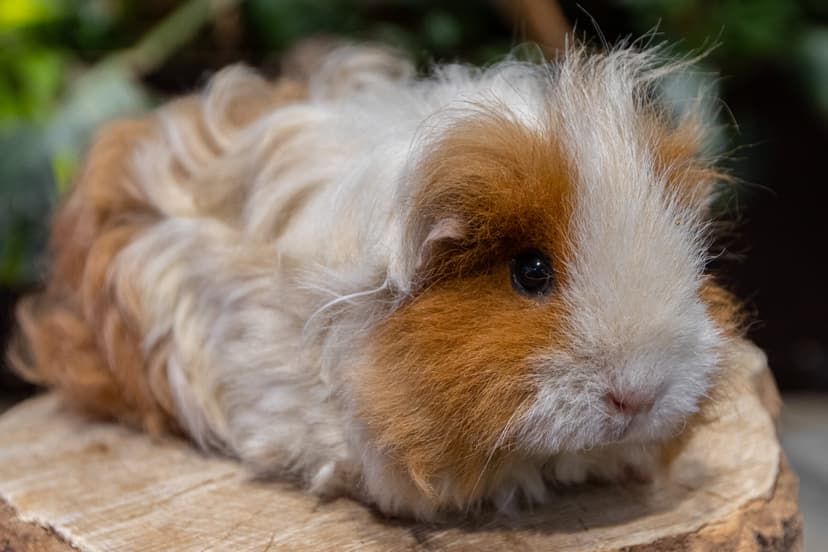 Jūrų kiaulytė