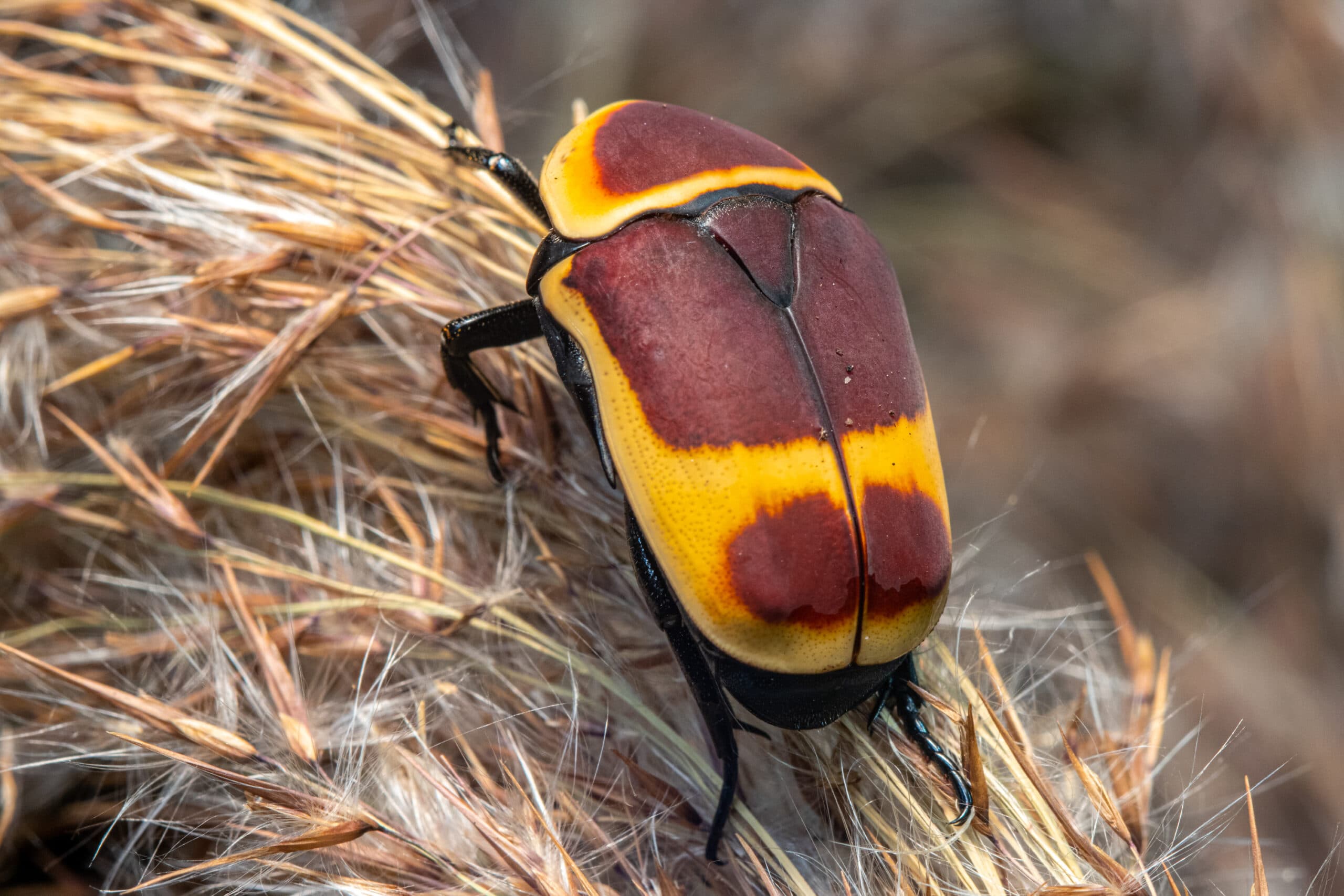 Kongo bronzinukas