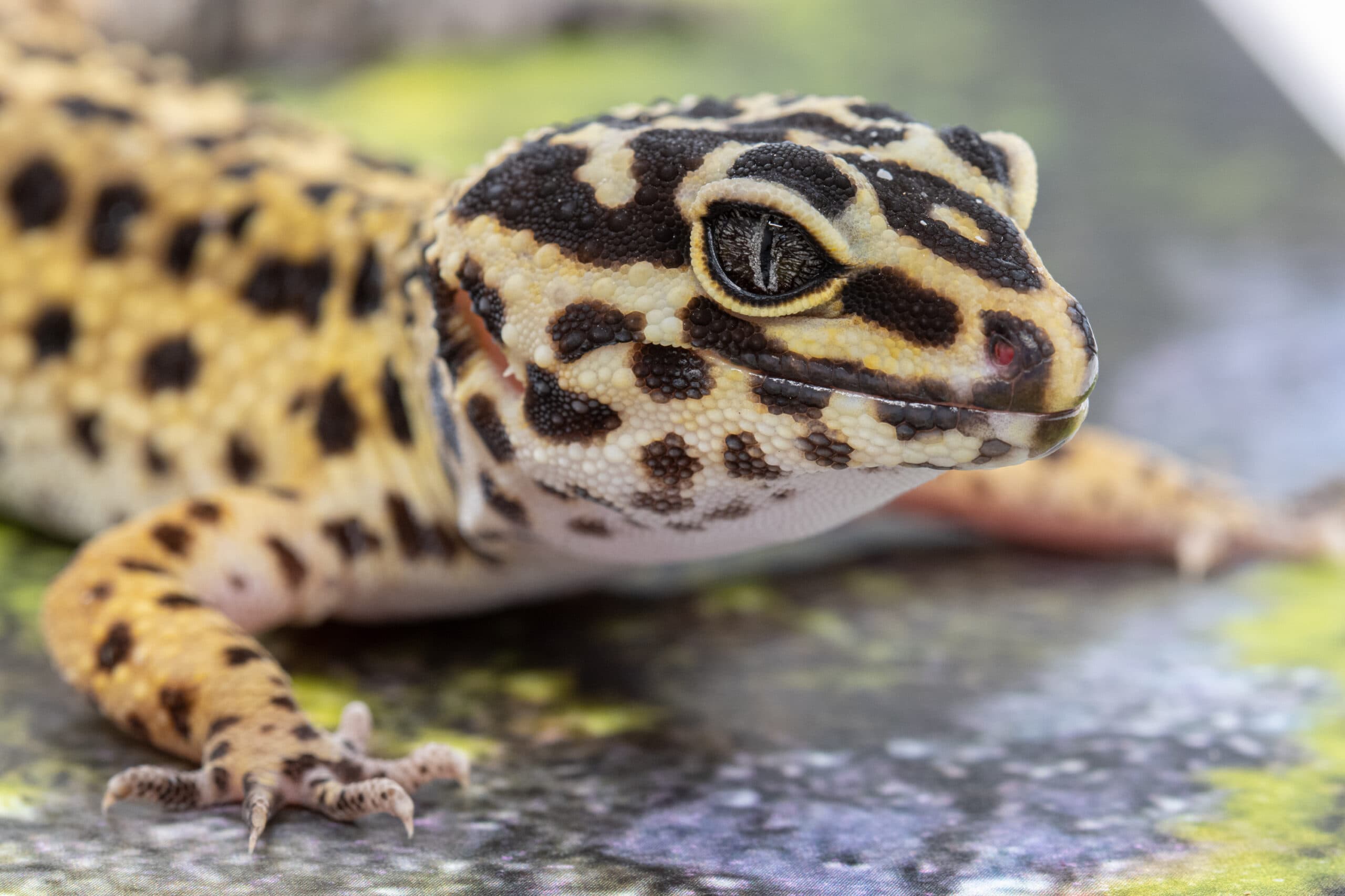 Leopardinis gekonas