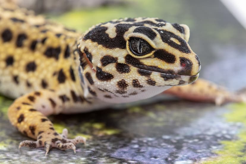 Leopardinis gekonas