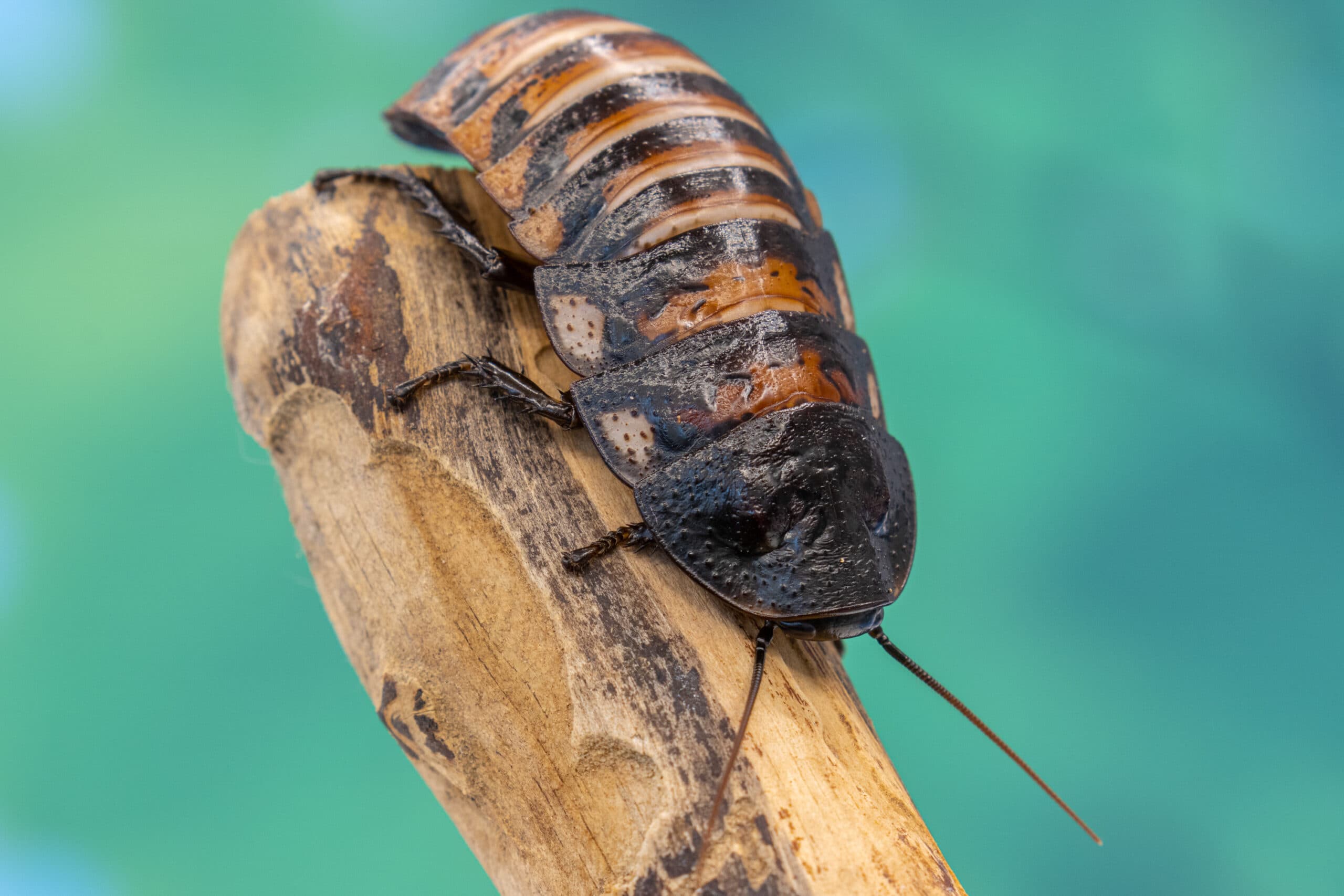 Madagaskaro šnypščiantysis tarakonas