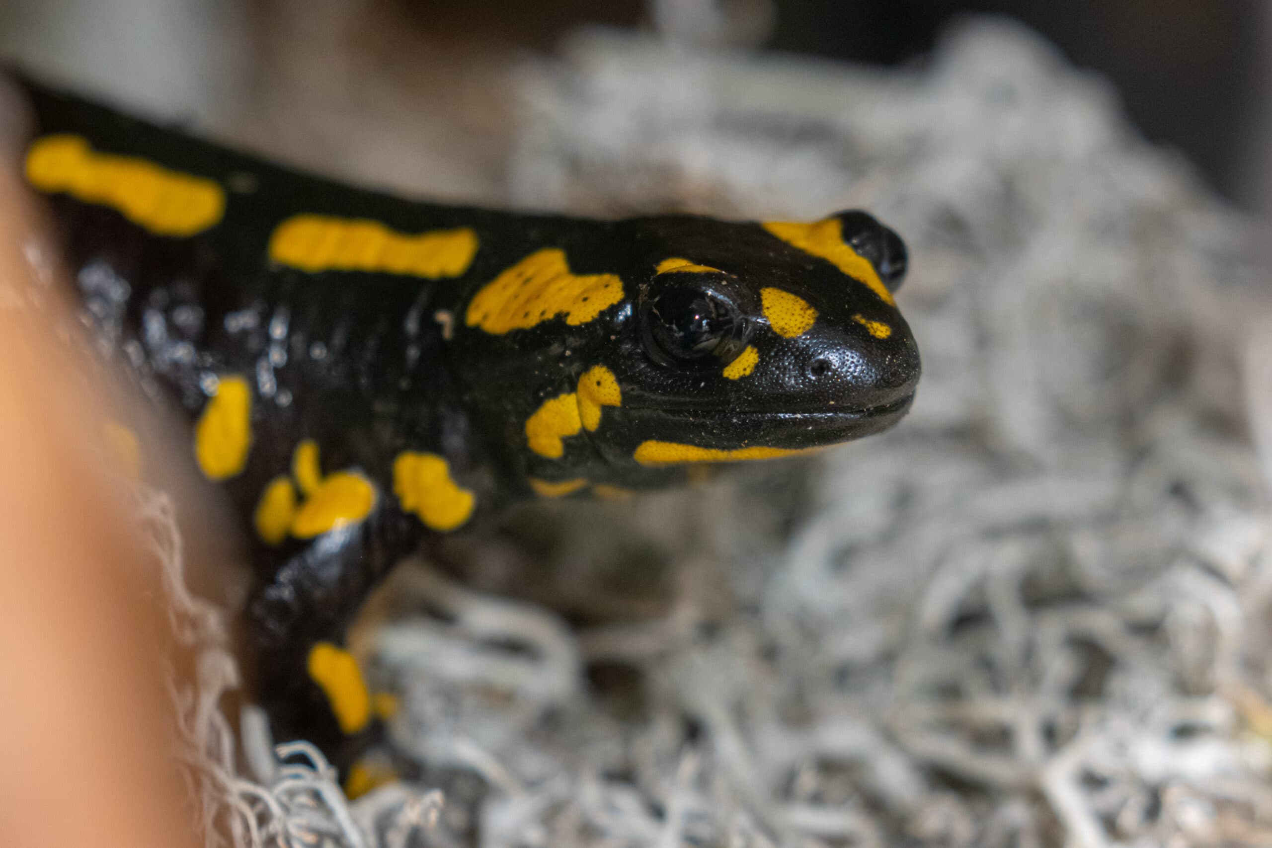 Ugninė salamandra