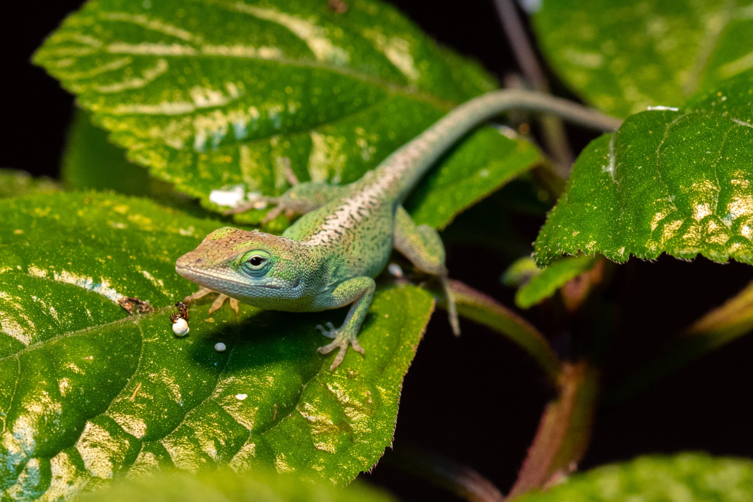 Žaliasis anolis