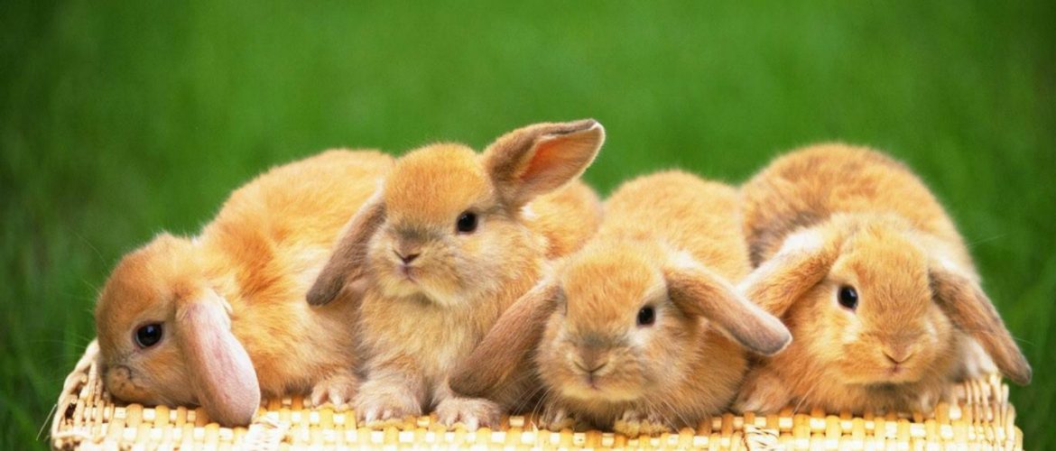Cute little bunnies