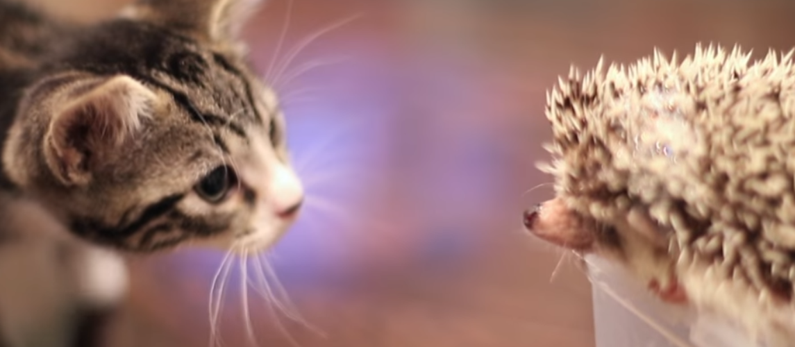 Video: A perfect relationship of a kitty and a hedgehog