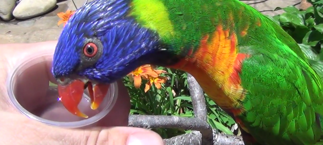 Video: lorikeet is fed by a human