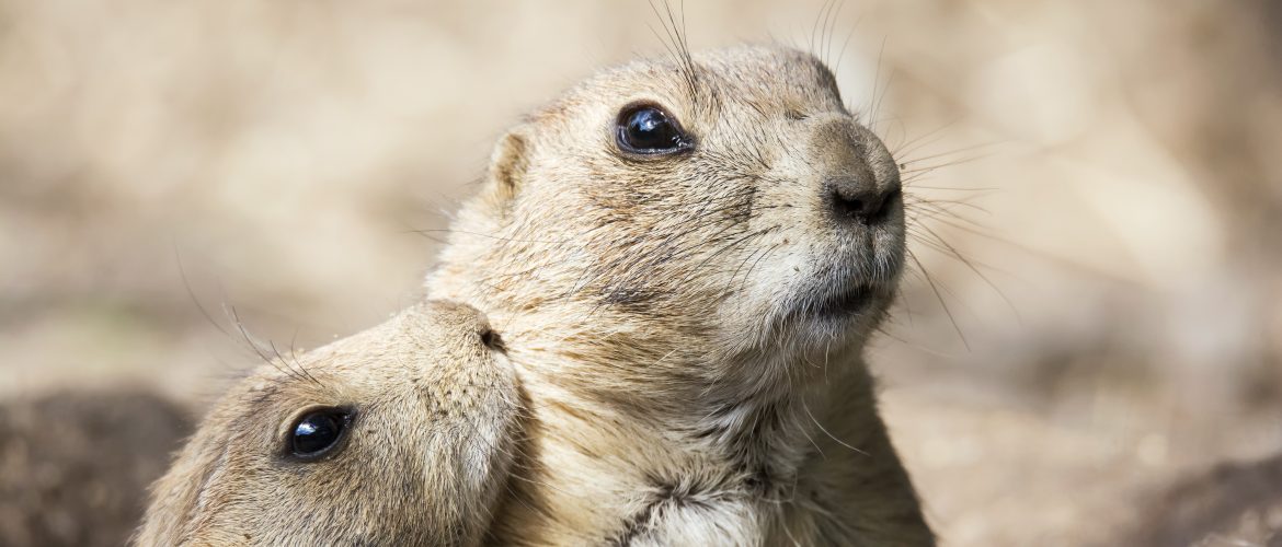The life of prairie dogs