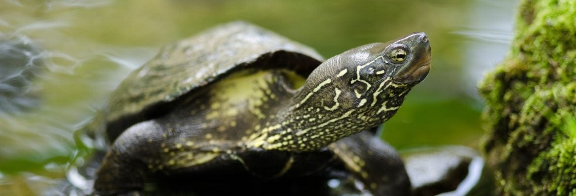 Chinese Pond Turtle