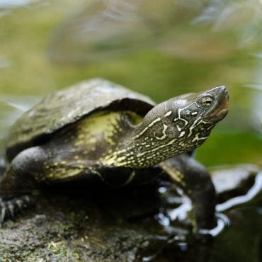 Chinese Pond Turtle