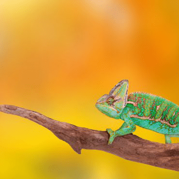 Jemeno chameleonas