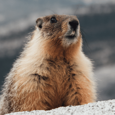 Bobak marmot