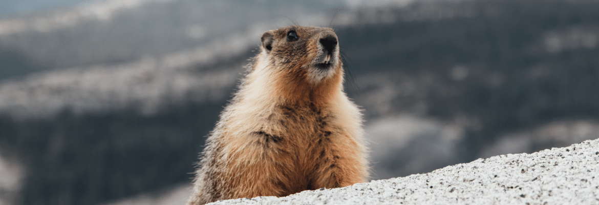 Bobak marmot