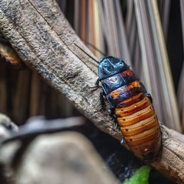 Madagaskaro šnypščiantysis tarakonas