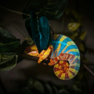 Panterinis chameleonas